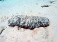 Donkey Dung Sea Cucumber (12